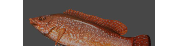Rendered 3D model of a Ballan Wrasse fish